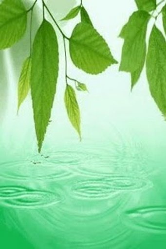 Drops Of Water By Green Leaves截图2