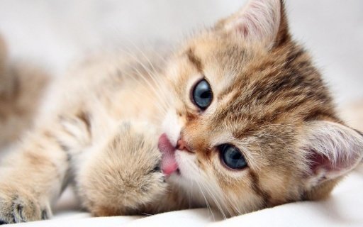 Cute Kitten Wallpapers HD截图6