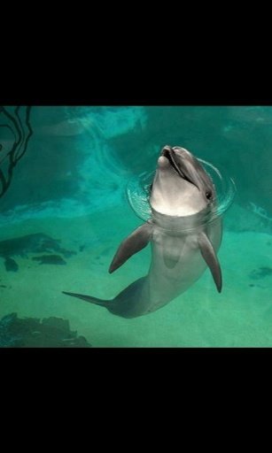 Dolphin Shark Jelly Fish LWP截图7