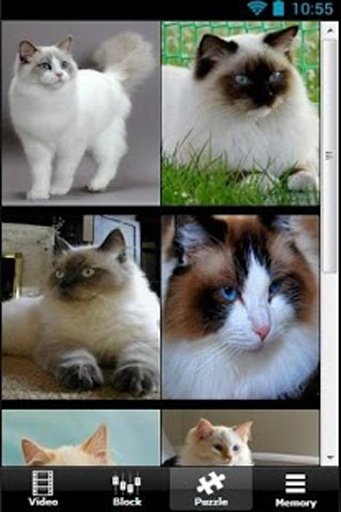 Where's My Ragdoll Cat截图2