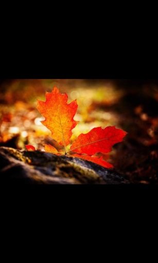 Abstract Autumn Live Wallpaper截图4