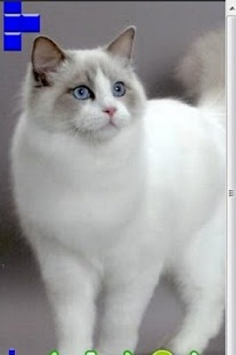 Where's My Ragdoll Cat截图1