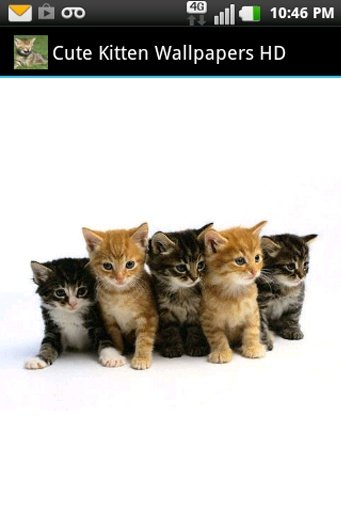 Cute Kitten Wallpapers HD截图7