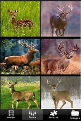 Deer Hunt Day截图6