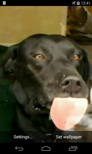 Dog Licks Glass Video LWP截图1