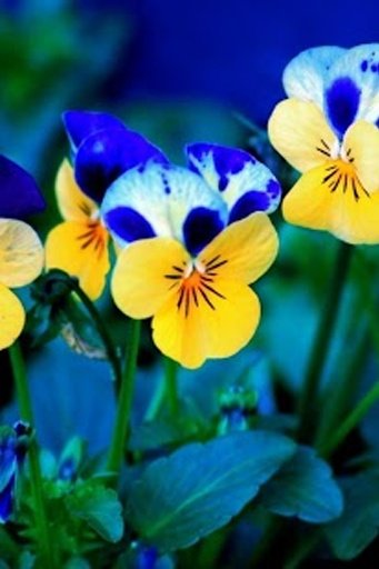 Spring Animated Live Wallpaper截图6