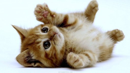 Cute Kitten Wallpapers HD截图1