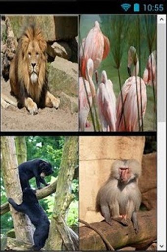 Zoo Life截图5