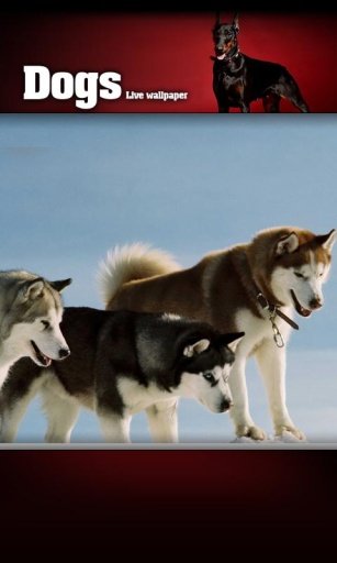 Pet Dogs 2012 Live Wallpaper截图2