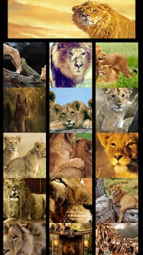 Big lion wallpaper截图4