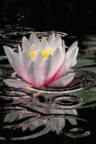 Lotus Flower Live Wallpaper截图2