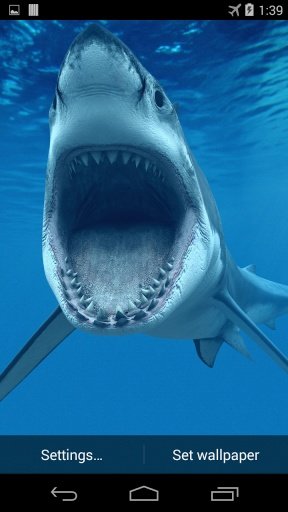 Shark Underwater Wallpaper截图3