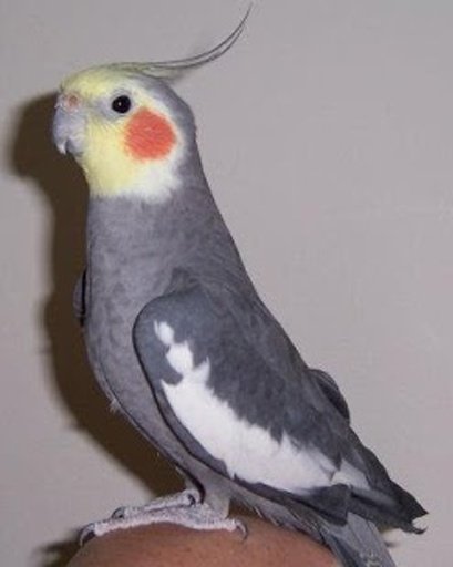 Talking Cockatiel Parrot截图3