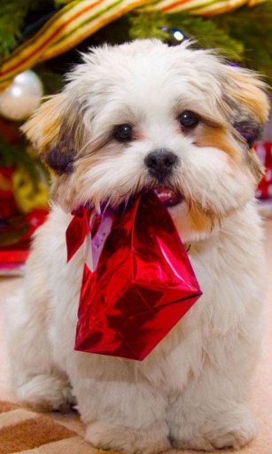 Cute Dog Wallpaper截图3