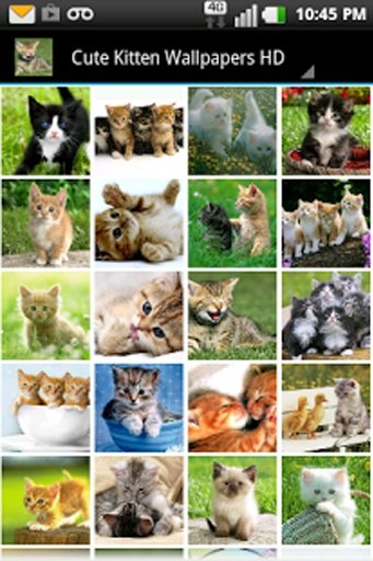 Cute Kitten Wallpapers HD截图5