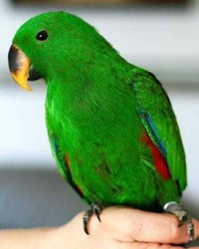 Amazing Eclectus Parrot截图3