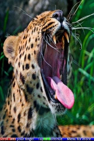 Animals Yawning 1 FREE截图1