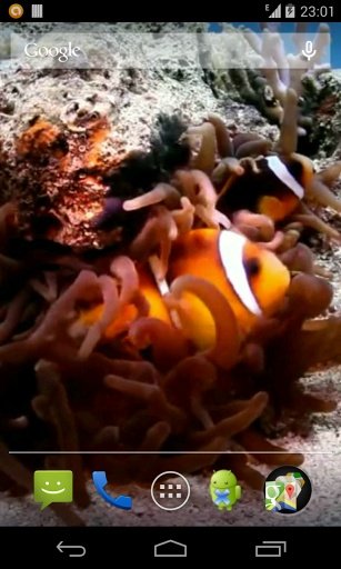 Clown Fish Video LWP截图1