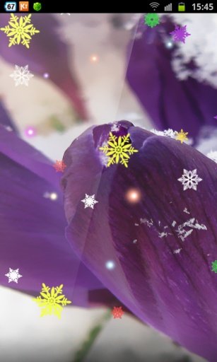 Newyear Snow HD LWP截图2