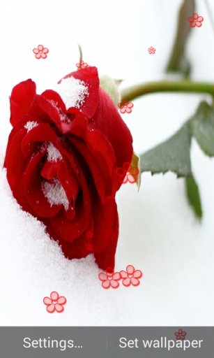 Rose In Snow Wallpaper截图3