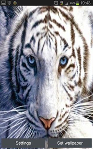 White Tiger Real Water Touch截图5