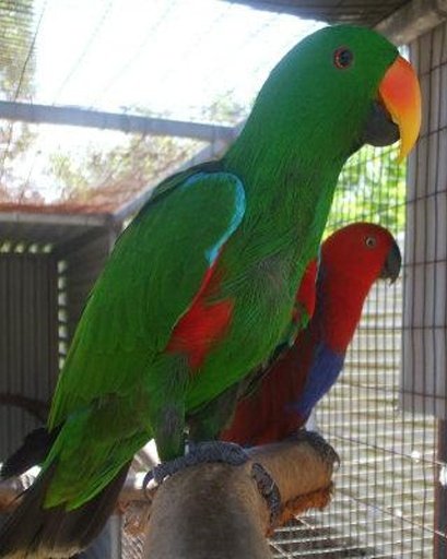 Amazing Eclectus Parrot截图5