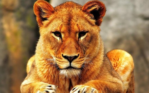 Lion - Kids Puzzle截图2