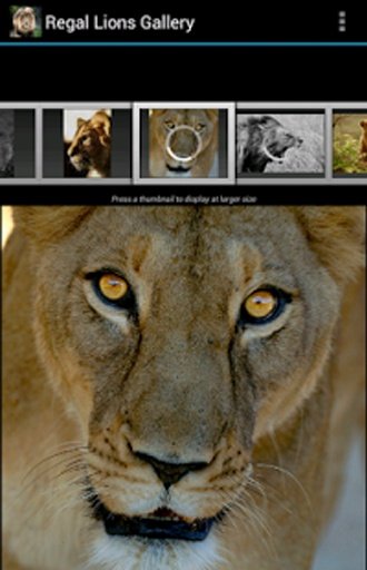 Regal Lions Gallery Wallpapers截图7