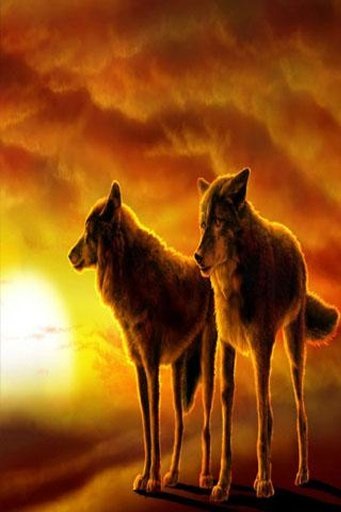 Wolves Wallpaper截图2