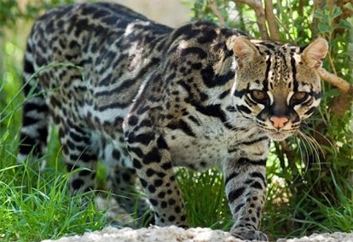 Ocelot Cat Puzzle Heroes截图2