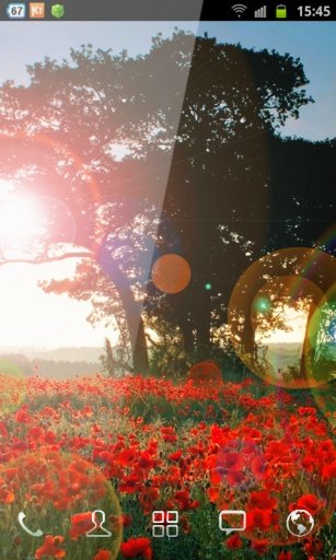 Red Poppies Free Wallpaper截图4