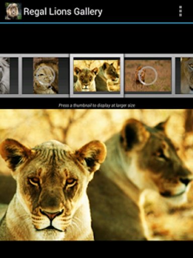 Regal Lions Gallery Wallpapers截图3