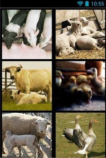 farm animal frenzy截图1