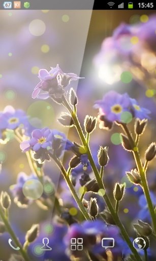 Wallpaper Blue Flowers截图1