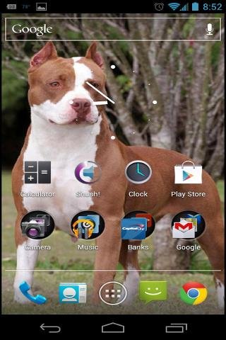 Pitbull Dog Live Wallpaper截图3