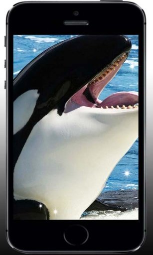 Whale Killer Sea livewallpaper截图3