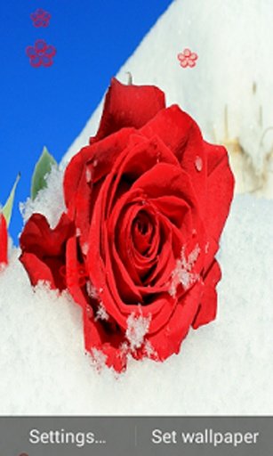 Rose In Snow Wallpaper截图6