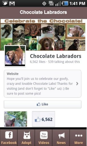 Chocolate Labrador Fans截图3