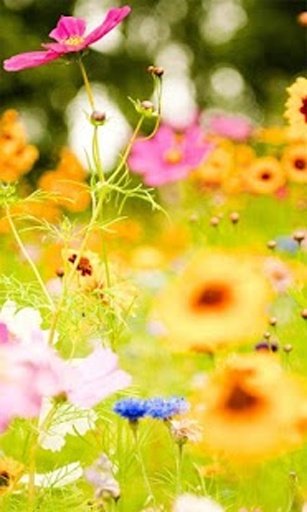 Flower Wallpaper Free截图6