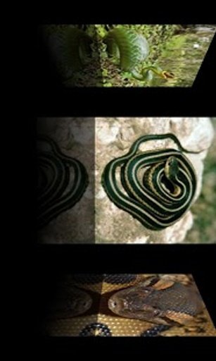 Snake Wallpaper截图2