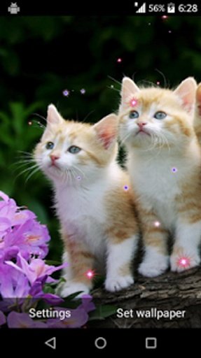 Cute Cat Live Wallpaper截图9