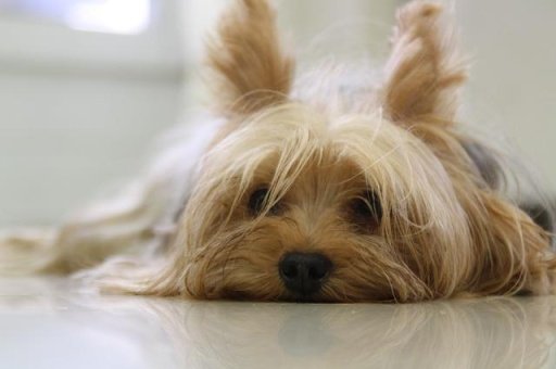 Yorkshire Terrier Dogs截图1