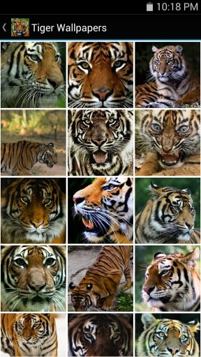 Tiger Wallpapers截图2