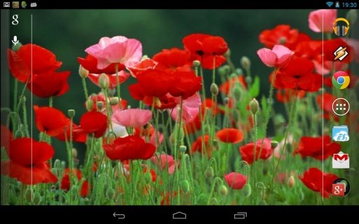 Galaxy Interactive Red Poppies截图1