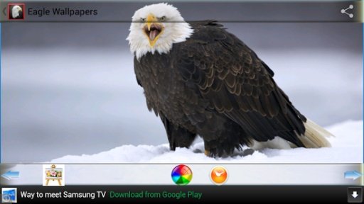 Eagle Wallpapers截图1