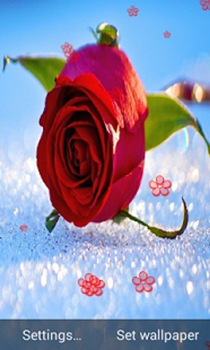 Rose In Snow Wallpaper截图1