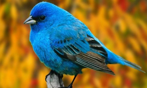 Birds wallpapers +100截图3