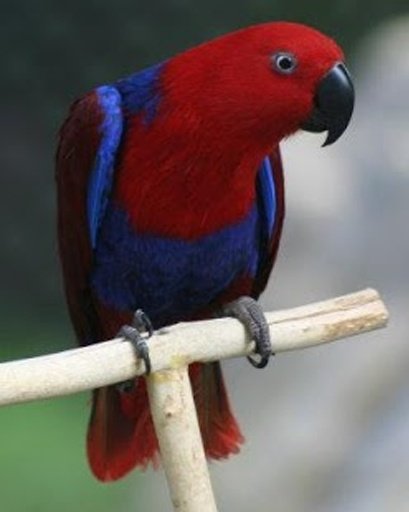 Amazing Eclectus Parrot截图2