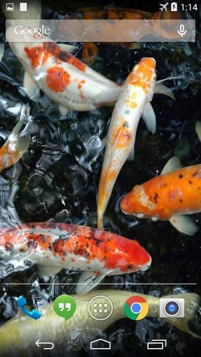 Koi Underwater Live Wallpaper截图1