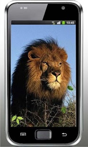 Lions Wild HD live wallpaper截图4